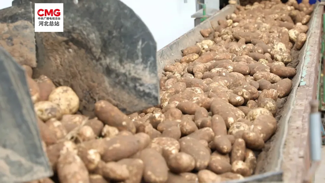 马铃薯收获季：机械化作业与北斗导航助力农业现代化